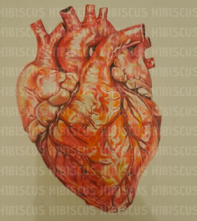 hyperrealistic heart- £250